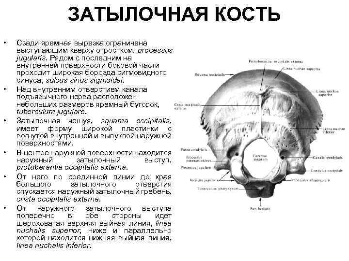 ЗАТЫЛОЧНАЯ КОСТЬ • • • Сзади яремная вырезка ограничена выступающим кверху отростком, processus jugularis.