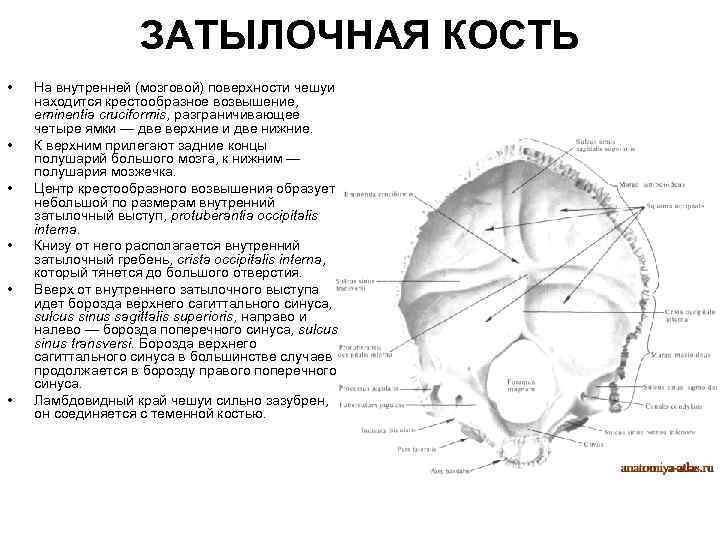 ЗАТЫЛОЧНАЯ КОСТЬ • • • На внутренней (мозговой) поверхности чешуи находится крестообразное возвышение, eminentia