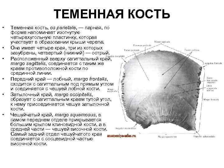 ТЕМЕННАЯ КОСТЬ • • • Теменная кость, os parietale, — парная, по форме напоминает