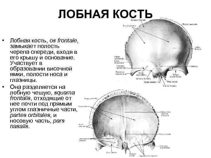 Большие лобные кости. Строение лобной кости черепа человека анатомия. Глазничная часть лобной кости латынь. Лобная кость строение и функции.