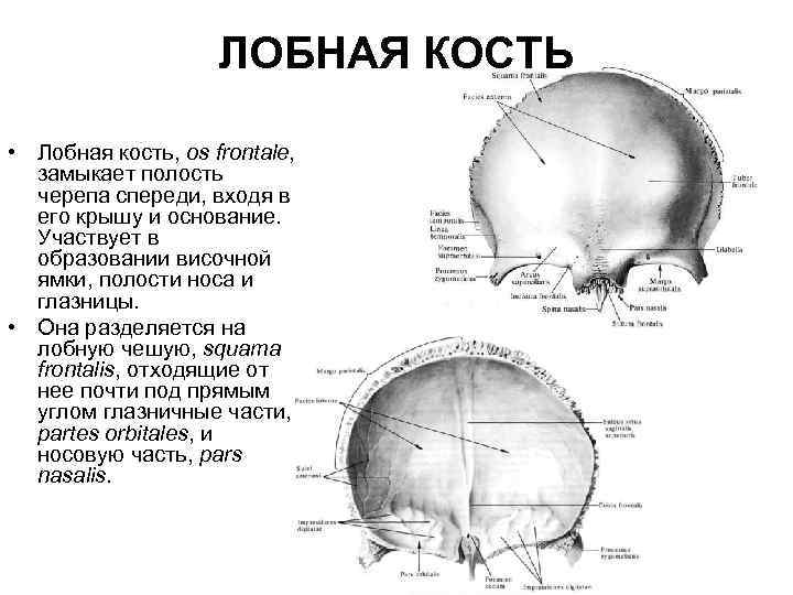 Лобная кость рисунок