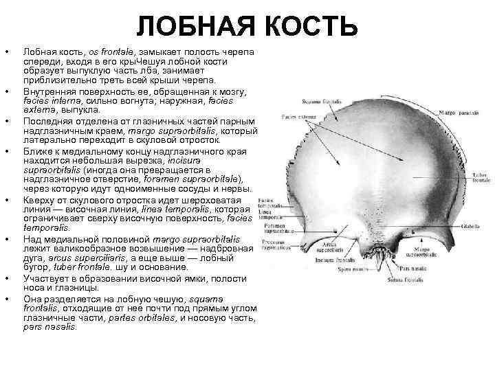 ЛОБНАЯ КОСТЬ • • Лобная кость, os frontale, замыкает полость черепа спереди, входя в