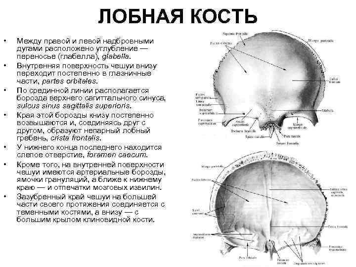 ЛОБНАЯ КОСТЬ • • Между правой и левой надбровными дугами расположено углубление — переносье