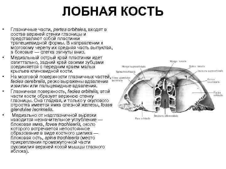 Образование лобной кости