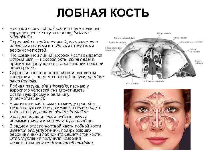 ЛОБНАЯ КОСТЬ • • Носовая часть лобной кости в виде подковы окружает решетчатую вырезку,