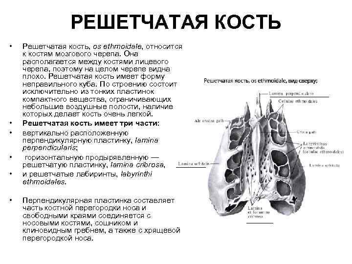 Решетчатый лабиринт решетчатой кости