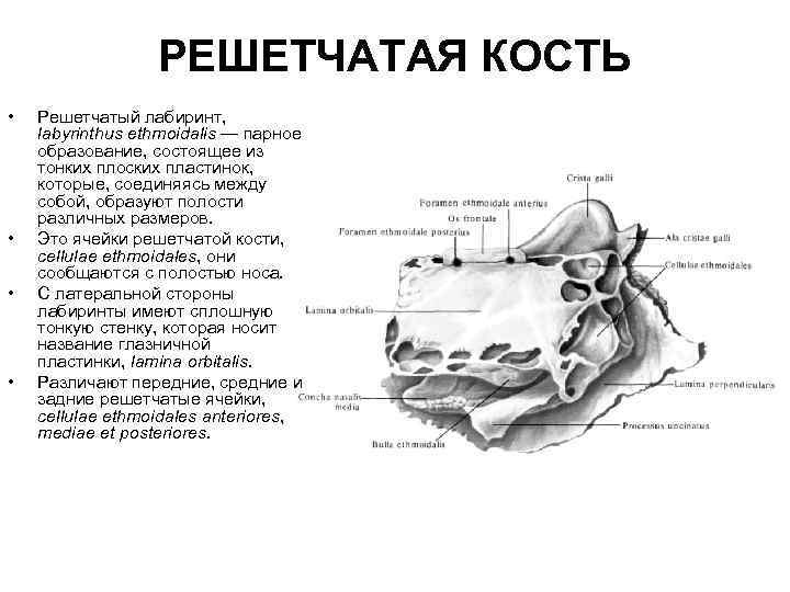 РЕШЕТЧАТАЯ КОСТЬ • • Решетчатый лабиринт, labyrinthus ethmoidalis — парное образование, состоящее из тонких