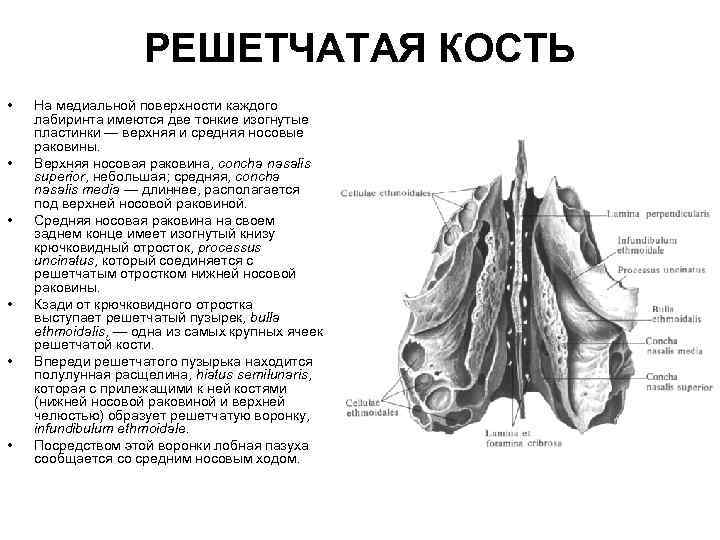 РЕШЕТЧАТАЯ КОСТЬ • • • На медиальной поверхности каждого лабиринта имеются две тонкие изогнутые