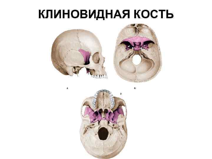 КЛИНОВИДНАЯ КОСТЬ 