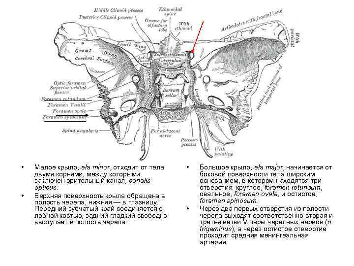  • • Малое крыло, ala minor, отходит от тела двумя корнями, между которыми