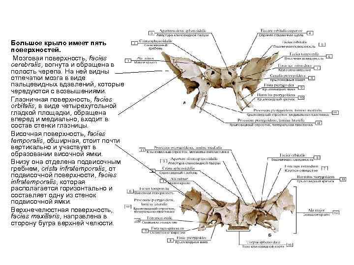  • • • Большое крыло имеет пять поверхностей. Мозговая поверхность, facies cerebralis, вогнута