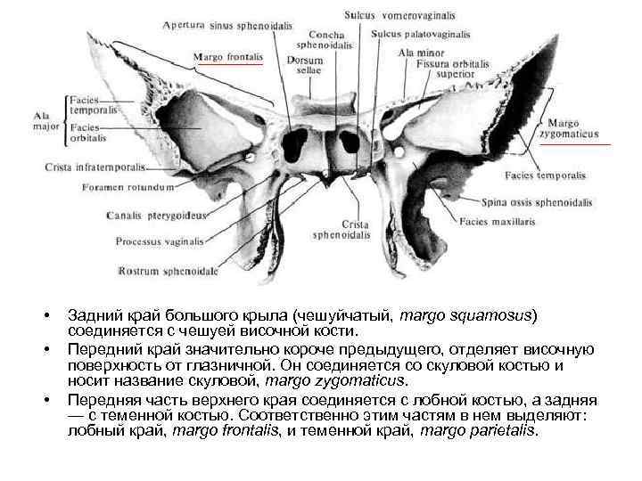  • • • Задний край большого крыла (чешуйчатый, margo squamosus) соединяется с чешуей