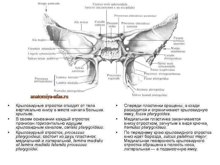  • • • Крыловидные отростки отходят от тела вертикально книзу в месте начала