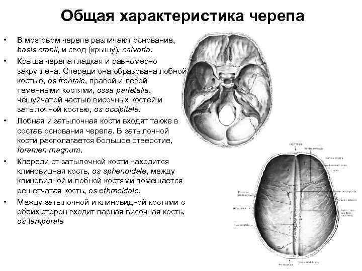 Общая характеристика черепа • • • В мозговом черепе различают основание, basis cranii, и