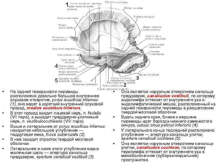 1 4 3 5 • • • На задней поверхности пирамиды расположено довольно большое