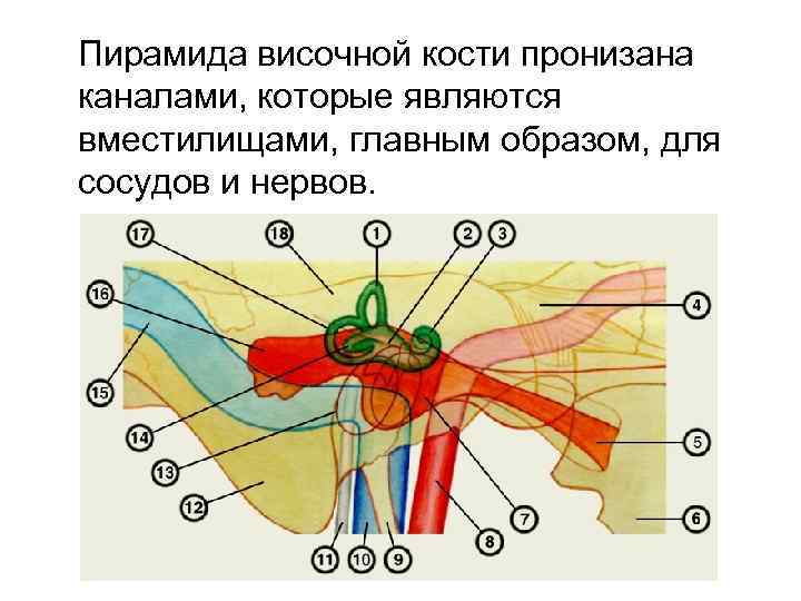 Схема каналов височной кости