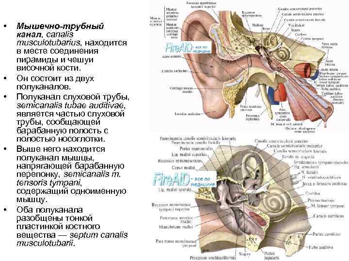  • • • Мышечно-трубный канал, canalis musculotubarius, находится в месте соединения пирамиды и