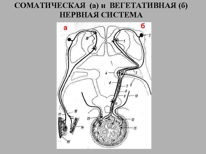 СОМАТИЧЕСКАЯ (а) и ВЕГЕТАТИВНАЯ (б) НЕРВНАЯ СИСТЕМА а б 