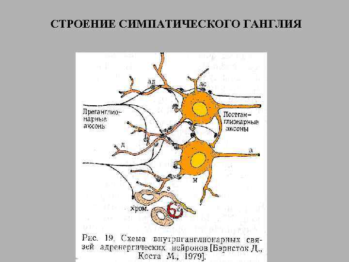 Нервные узлы и нейрон. Схема нервные клетки вегетативного ганглия. Строение вегетативного ганглия. Строение вегетативного нервного узла. Интрамуральный ганглий вегетативный узел.