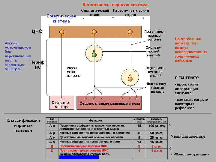 Вегетативная нервная система Cимпатический отдел Соматическая система Парасимпатический отдел ЦНС Аксоны мотонейронов без переключения