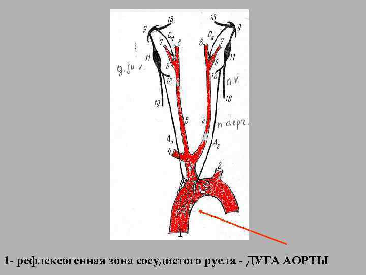 1 1 - рефлексогенная зона сосудистого русла - ДУГА АОРТЫ 