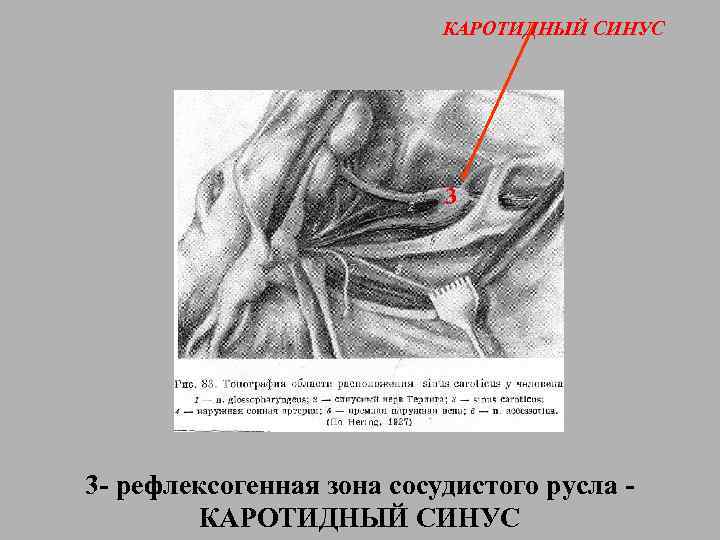 КАРОТИДНЫЙ СИНУС 3 3 - рефлексогенная зона сосудистого русла КАРОТИДНЫЙ СИНУС 