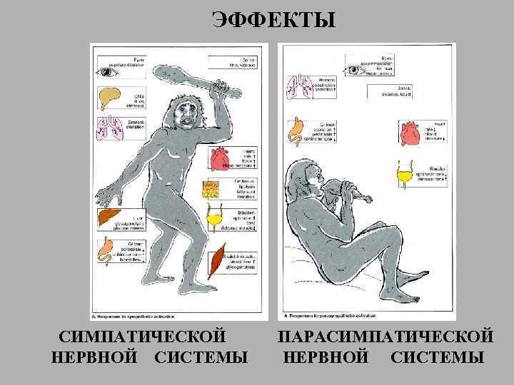 ЭФФЕКТЫ СИМПАТИЧЕСКОЙ НЕРВНОЙ СИСТЕМЫ ПАРАСИМПАТИЧЕСКОЙ НЕРВНОЙ СИСТЕМЫ 