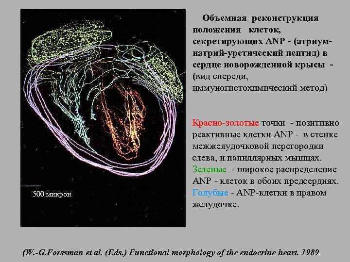 Объемная реконструкция положения клеток, секретирующих ANP - (атриумнатрий-уретический пептид) в сердце новорожденной крысы (вид