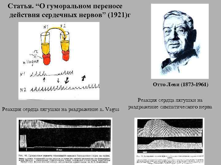 Статья. “О гуморальном переносе действия сердечных нервов” (1921)г Отто Леви (1873 -1961) Реакция сердца