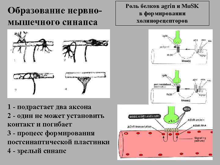 Образование нервномышечного синапса 1 - подрастает два аксона 2 - один не может установить