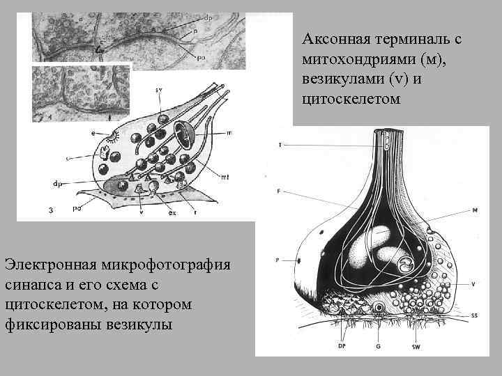 Аксонная терминаль с митохондриями (м), везикулами (v) и цитоскелетом Электронная микрофотография синапса и его