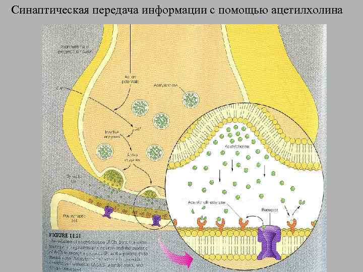 Синаптическая передача информации с помощью ацетилхолина 