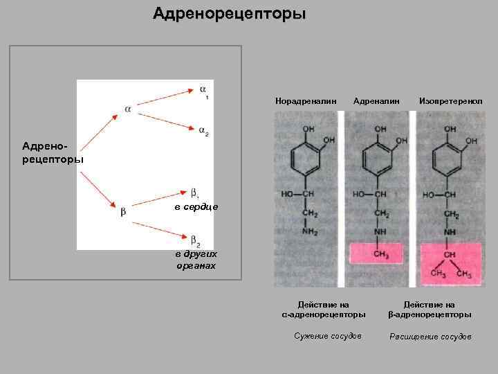 Адренорецепторы Норадреналин Адреналин Изопретеренол Адренорецепторы в сердце в других органах Действие на α-адренорецепторы Сужение