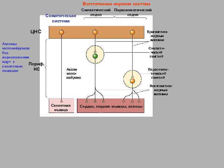 Вегетативная нервная система Cимпатический отдел Соматическая система Парасимпатический отдел ЦНС Аксоны мотонейронов без переключения