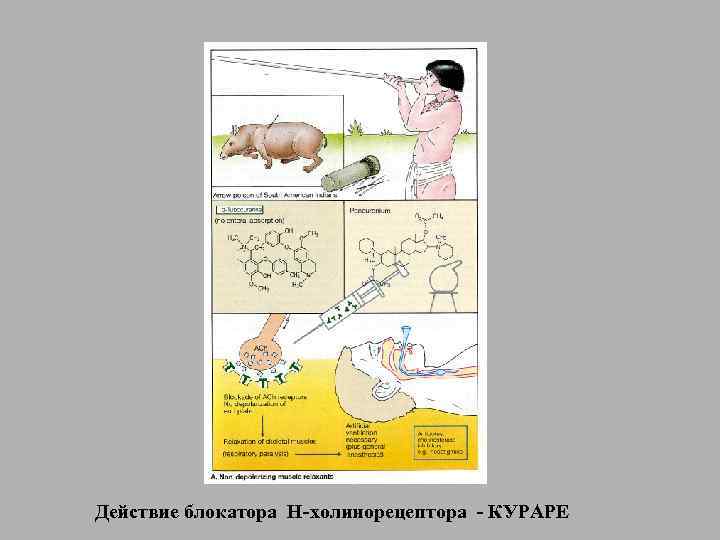 Действие блокатора Н-холинорецептора - КУРАРЕ 