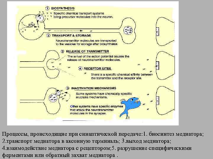 Процессы, происходящие при синаптической передаче: 1. биосинтез медиатора; 2. транспорт медиатора в аксонную терминаль;