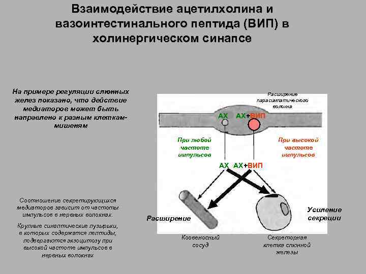 Взаимодействие ацетилхолина и вазоинтестинального пептида (ВИП) в холинергическом синапсе На примере регуляции слюнных желез