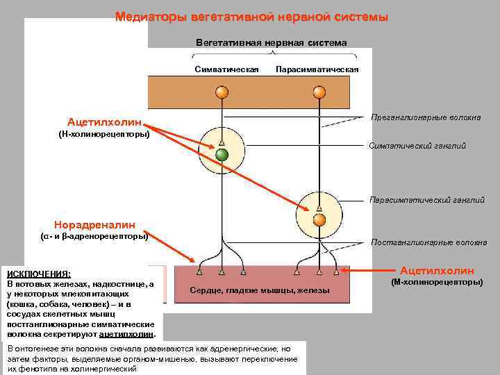 Медиаторы вегетативной нервной системы Вегетативная нервная система Cимпатическая Парасимпатическая Преганглионарные волокна Ацетилхолин (Н-холинорецепторы) Симпатический