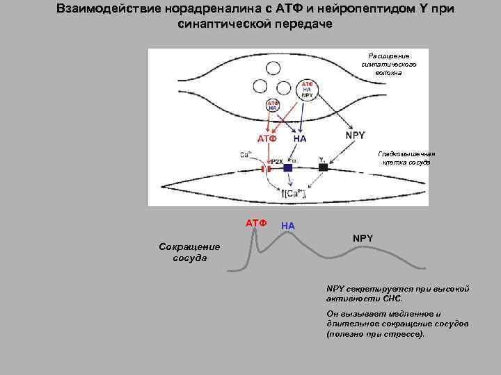 Взаимодействие норадреналина с АТФ и нейропептидом Y при синаптической передаче Расширение симпатического волокна Гладкомышечная