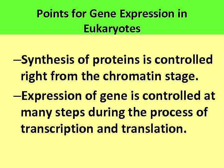 Points for Gene Expression in Eukaryotes –Synthesis of proteins is controlled right from the