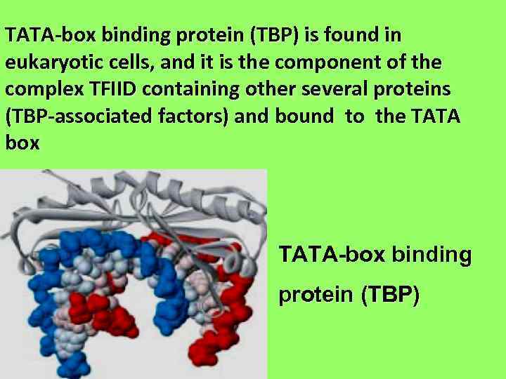 TATA-box binding protein (TBP) is found in eukaryotic cells, and it is the component