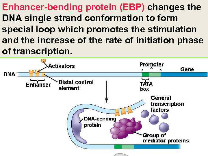 Enhancer-bending protein (EBP) changes the DNA single strand conformation to form special loop which