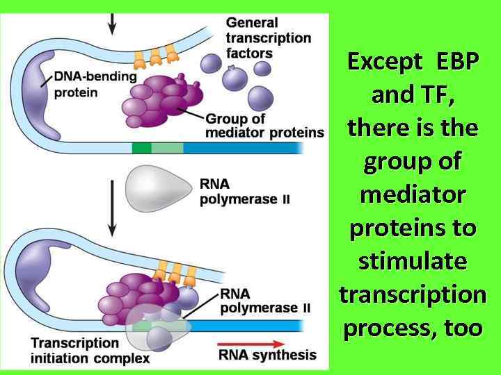 Except EBP and TF, there is the group of mediator proteins to stimulate transcription