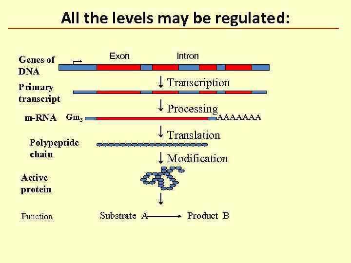 All the levels may be regulated: Genes of DNA Exon Intron Transcription Primary transcript