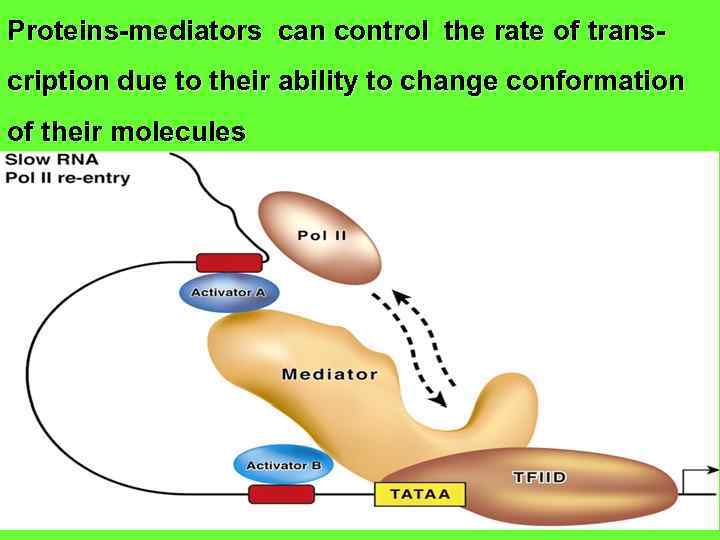 Proteins-mediators can control the rate of transcription due to their ability to change conformation