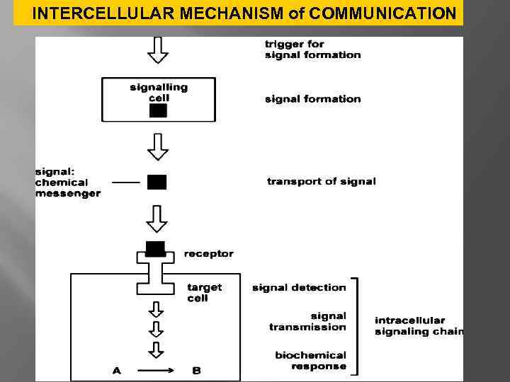 INTERCELLULAR MECHANISM of COMMUNICATION 