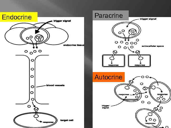 Endocrine Paracrine Autocrine 