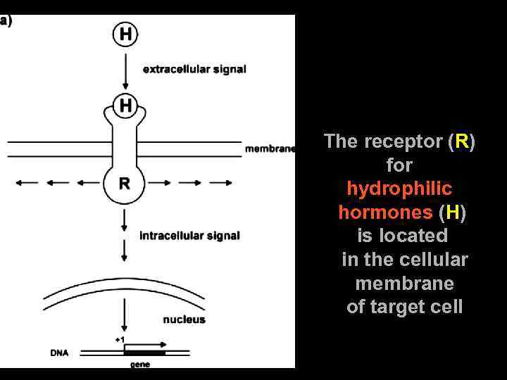 The receptor (R) for hydrophilic hormones (H) is located in the cellular membrane of