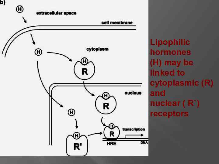 Lipophilic hormones (H) may be linked to cytoplasmic (R) and nuclear ( R`) receptors