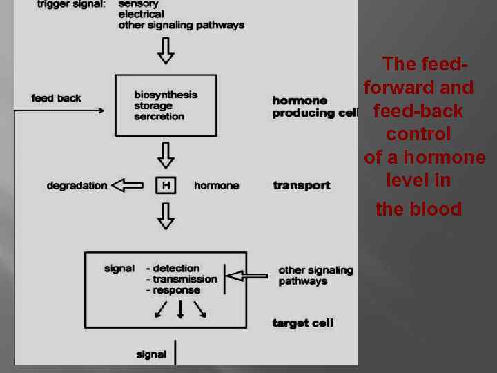 The feedforward and feed-back control of a hormone level in the blood 